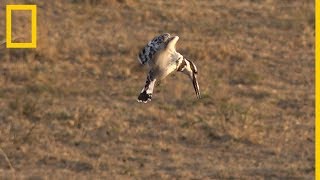 Safari Live Aves salvajes  National Geographic en Español [upl. by Dray]