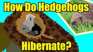 HOW DO HEDGEHOGS HIBERNATE [upl. by Lienahs]