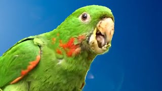 MARITACA CANTANDO 🦜 [upl. by Other]