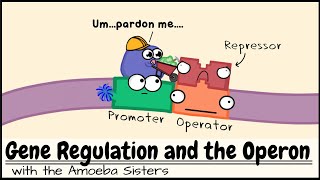 Gene Regulation and the Operon [upl. by Charlton]