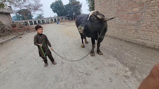 Buffalo care  Village life of Pakistan  Chacha Bhatija [upl. by Nosde]