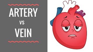 Arteries vs Veins  Circulatory System [upl. by Minnaminnie607]