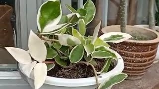 My Hoya Carnosa Variegata Crimson Queen Plant Loves Sunlight [upl. by Eldnar466]