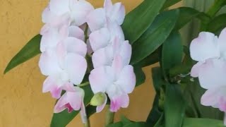 Care Tips for Dendrobium Phalaenopsis Orchids [upl. by Letsirc]