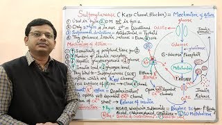 Diabetes Mellitus Part10 Mechanism of Action of Sulfonylurease  Antidiabetic Drugs  Diabetes [upl. by Olim]