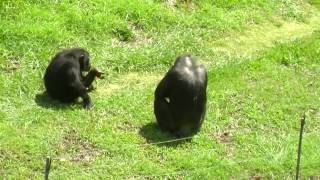 Chimpanzee Fight in the Oklahoma City Zoo [upl. by Neenej722]