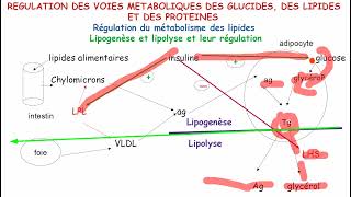 Régulation du métabolisme des lipides [upl. by Nerot]