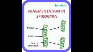 Fragmentation class 10 [upl. by Mettah]