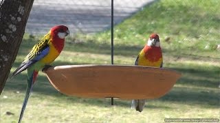 Eastern Rosellas with Crimson Rosellas [upl. by Anitsej]