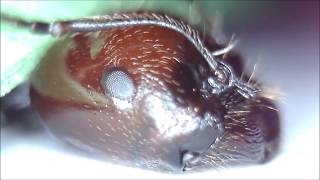 Face to Face with Ants  Ultra Closeup feat Messor colony [upl. by Nicolea]