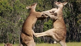 Filming The Kangaroo Boxing Fight  Wild Stories  BBC Earth [upl. by Lashar]