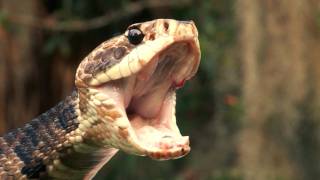 Floridas Venomous Snakes 0210  Water Moccasin or Cottonmouth [upl. by Lesslie352]