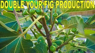 Fertilizing Figs For Maximum Production  Double Your Fig Harvest [upl. by Sedinoel]