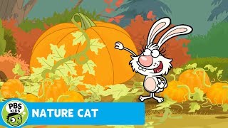 NATURE CAT  Daisys Pretty Pumpkin  PBS KIDS [upl. by Norreht]