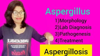 Aspergillosis Aspergillus Morphology Lab Diagnosis amp Pathogenesis amp Treatment [upl. by Gruver347]