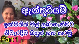 How to grow AnthuriumAnthurium wagawaඉක්මනින් මල් ලබාගැනීමට ඇන්තූරියම් පැල නිවැරදිව බදුන් ගත කරමු [upl. by Noiz]