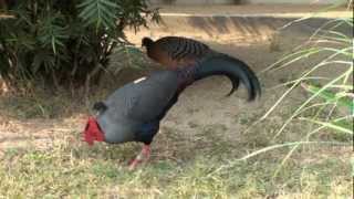 Siamese Fireback Pheasant in captivity [upl. by Friede845]