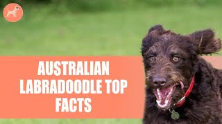 Australian Labradoodle Important Facts You Need To Know Before Getting One [upl. by Aenet]