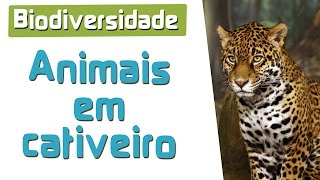 Animais Silvestres em Cativeiro  Domesticação de animais Selvagens [upl. by O'Toole]