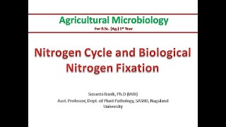 Nitrogen cycle amp Biological Nitrogen Fixation  Nitrification Denitrification  Rhizobium amp legume [upl. by Luahs]