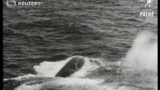 Whaling with new harpoon gun in the Indian Ocean 1937 [upl. by Finah]