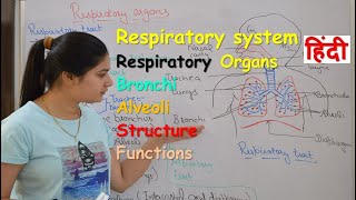 Respiratory system anatomy amp physiology in hindi  Organs  structure  functions [upl. by Perretta]