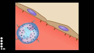 The Basic Inflammatory Response [upl. by Adhamh]