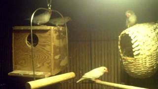 How To Breed Zebra Finches [upl. by Safir598]