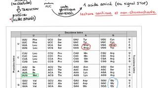 La traduction  le code génétique [upl. by Reniar95]