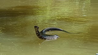 A Very Curious Cottonmouth [upl. by Odnamla611]