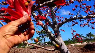 Red Silk Cotton Tree [upl. by Quickman118]