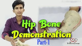 Hip bone anatomy in bangla  Parts features attachmentsrelations part1 [upl. by Brittney673]