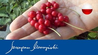 The Benefits For Schizandra Berry Glow From The Inside Out [upl. by Freddie743]