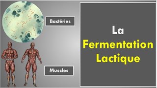 La Fermentation Lactique [upl. by Kahn972]