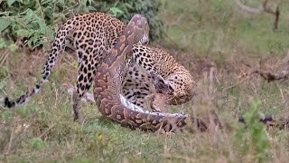 Python Constricts Leopard As It Fights Back [upl. by Shulman]