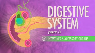 Digestive System Part 3 Crash Course Anatomy amp Physiology 35 [upl. by Doria]