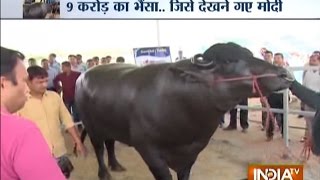 The Murrah Buffalo Shocking Diet of Buffalo Worth Rs 9 Crore [upl. by Juliann]