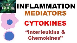 INFLAMMATION Part 6 Chemical Mediators CYTOKINES Interleukins amp Chemokines [upl. by Yuji534]