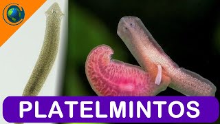 ZOOLOGIA  PLATELMINTOS [upl. by Amii]