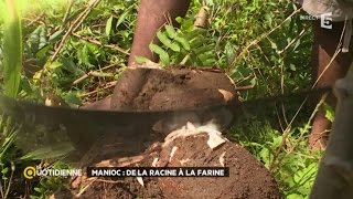 Manioc  de la racine à la farine [upl. by Amity]