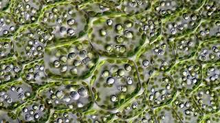 Leaf Cells Through a Microscope [upl. by Valenka]