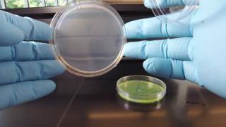 Cetrimide Agar [upl. by Langbehn378]