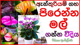 Anthurium fertilizer ඇන්තුරියම් පොහොර Anthurium pohora Anthurium wagawa sinhala [upl. by Hoeg990]