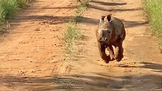 The Most Excited Baby Rhino Ever [upl. by Ontina]