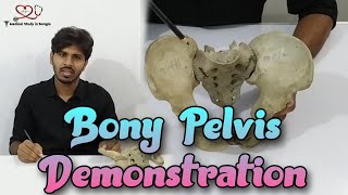 Articulated Pelvis anatomy in bangla  Bony Pelvis demonstration [upl. by Schmeltzer]