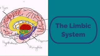 The Limbic System [upl. by Ecital]