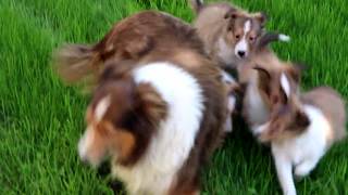 Sheltie Puppies for Sale [upl. by Haropizt846]