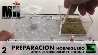 COMO PREPARAR UN HORMIGUERO  Hormigas Messor Barbarus [upl. by Tortosa]