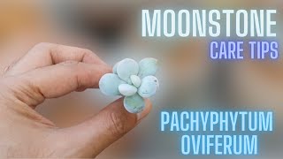 MOONSTONE CARE TIPS  PACHYPHYTUM OVIFERUM [upl. by Erdna]