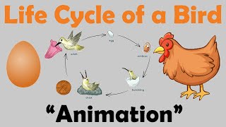 BIRD LIFE CYCLE  Animation [upl. by Nhguavahs]